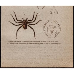Gravure de 1850 - Araignées & mâchoires - 3