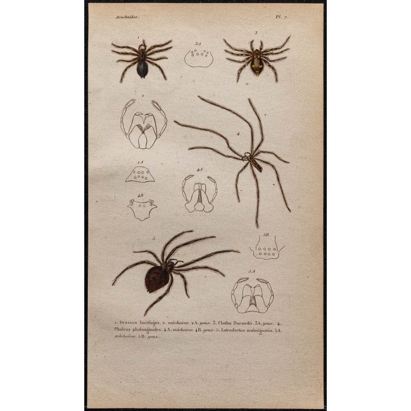 Gravure de 1850 - Araignées et veuve noire - 1