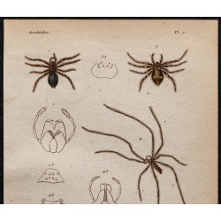 Gravure de 1850 - Araignées et veuve noire - 2
