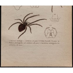 Gravure de 1850 - Araignées et veuve noire - 3