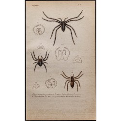 Gravure de 1850 - Araignées (Tégénaire, Épeire, Argyronète) - 1