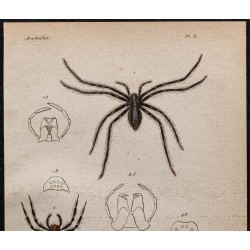 Gravure de 1850 - Araignées (Tégénaire, Épeire, Argyronète) - 2
