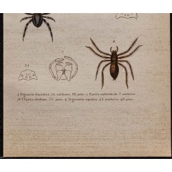 Gravure de 1850 - Araignées (Tégénaire, Épeire, Argyronète) - 3
