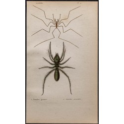 Gravure de 1850 - Araignées de mer et solifuges - 1