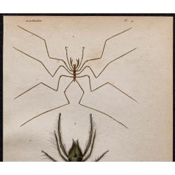 Gravure de 1850 - Araignées de mer et solifuges - 2