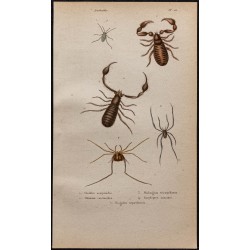 Gravure de 1850 - Araignées, faux scorpions, Gonyleptes ... - 1