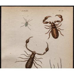 Gravure de 1850 - Araignées, faux scorpions, Gonyleptes ... - 2