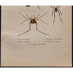 Gravure de 1850 - Araignées, faux scorpions, Gonyleptes ... - 3