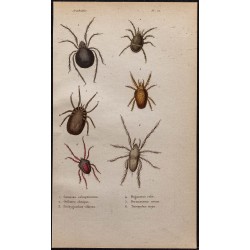Gravure de 1850 - Acariens et araignées - 1