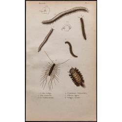 Gravure de 1850 - Myriapodes et Mille-pattes - 1