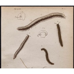 Gravure de 1850 - Myriapodes et Mille-pattes - 2