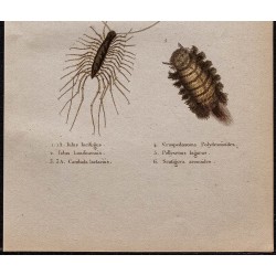 Gravure de 1850 - Myriapodes et Mille-pattes - 3