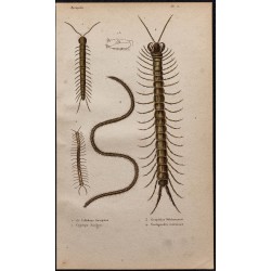 Gravure de 1850 - Myriapodes et Mille-pattes - 1