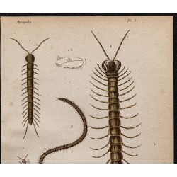 Gravure de 1850 - Myriapodes et Mille-pattes - 2