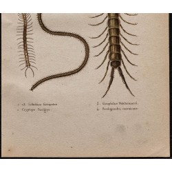 Gravure de 1850 - Myriapodes et Mille-pattes - 3