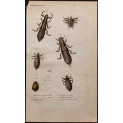 Gravure de 1850 - Pous et morpions - 1