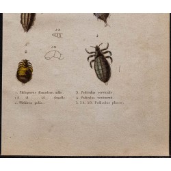 Gravure de 1850 - Pous et morpions - 3