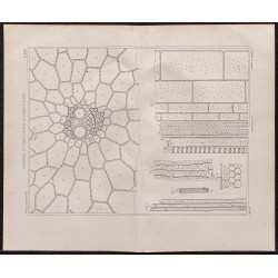 Gravure de 1878 - Structure et composition de la canne à sucre - 1