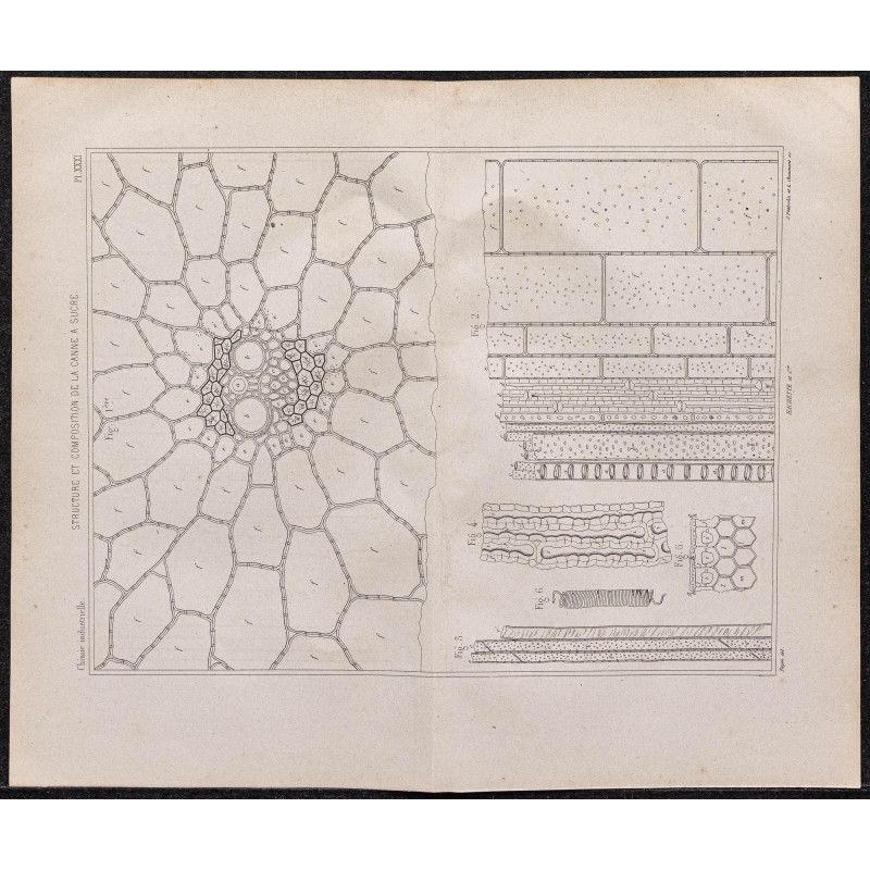 Gravure de 1878 - Structure et composition de la canne à sucre - 1