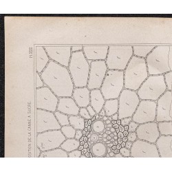 Gravure de 1878 - Structure et composition de la canne à sucre - 2