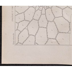 Gravure de 1878 - Structure et composition de la canne à sucre - 4