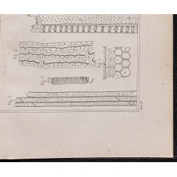 Gravure de 1878 - Structure et composition de la canne à sucre - 5