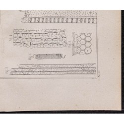 Gravure de 1878 - Structure et composition de la canne à sucre - 5