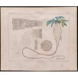 Gravure de 1878 - Betterave à sucre - 1
