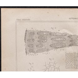 Gravure de 1878 - Betterave à sucre - 2