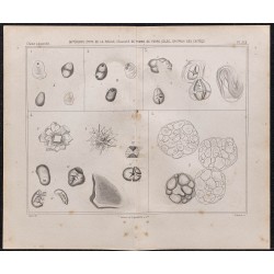 Gravure de 1878 - Fécule de pomme de terre - 1