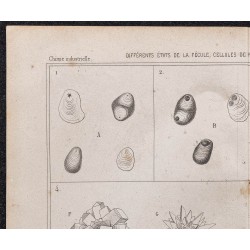 Gravure de 1878 - Fécule de pomme de terre - 2