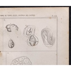 Gravure de 1878 - Fécule de pomme de terre - 3