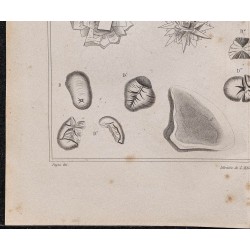 Gravure de 1878 - Fécule de pomme de terre - 4