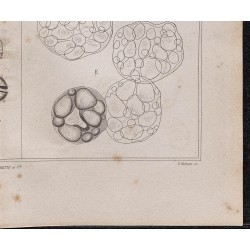 Gravure de 1878 - Fécule de pomme de terre - 5