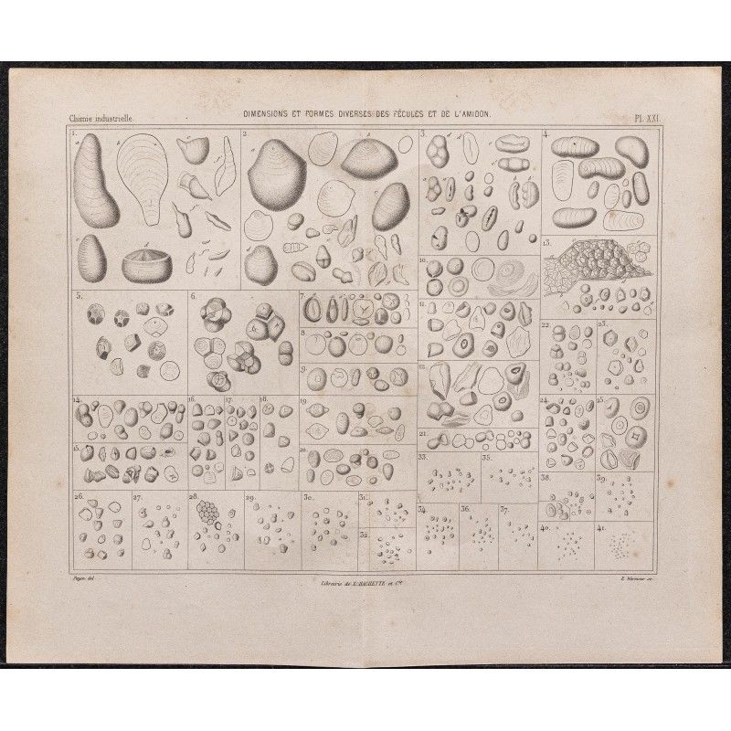 Gravure de 1878 - Fécule de pomme de terre - 1