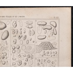 Gravure de 1878 - Fécule de pomme de terre - 3