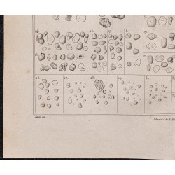 Gravure de 1878 - Fécule de pomme de terre - 4