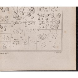 Gravure de 1878 - Fécule de pomme de terre - 5