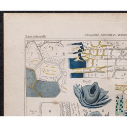 Gravure de 1878 - Cellulose des blés et fécules... - 2