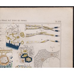 Gravure de 1878 - Cellulose des blés et fécules... - 3