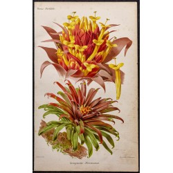 Gravure de 1887 - Guzmania eduardi - 1