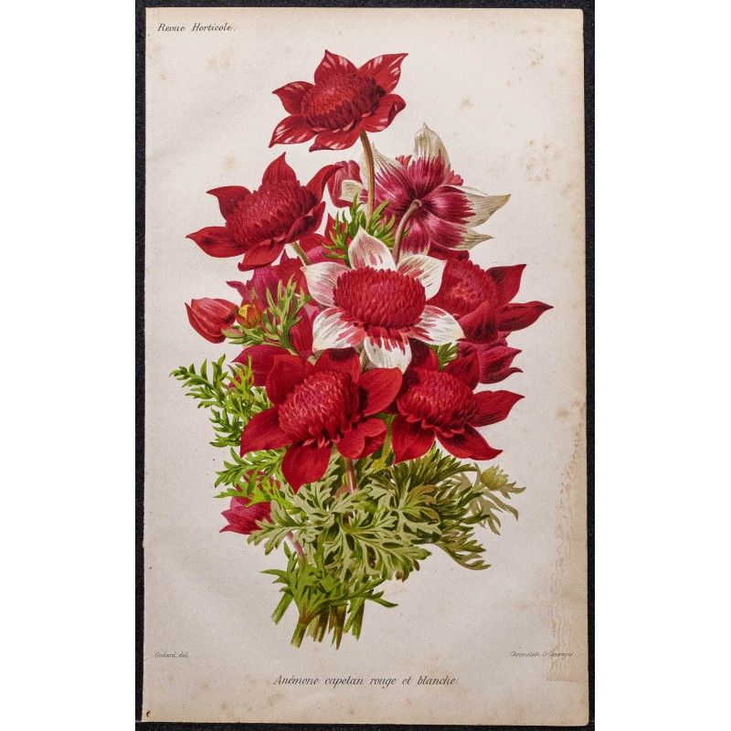 Gravure de 1887 - Anémone rouge et blanche - 1