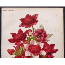 Gravure de 1887 - Anémone rouge et blanche - 2