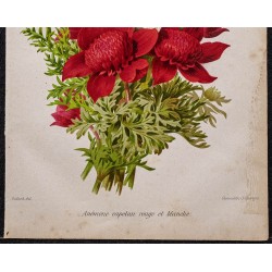 Gravure de 1887 - Anémone rouge et blanche - 3