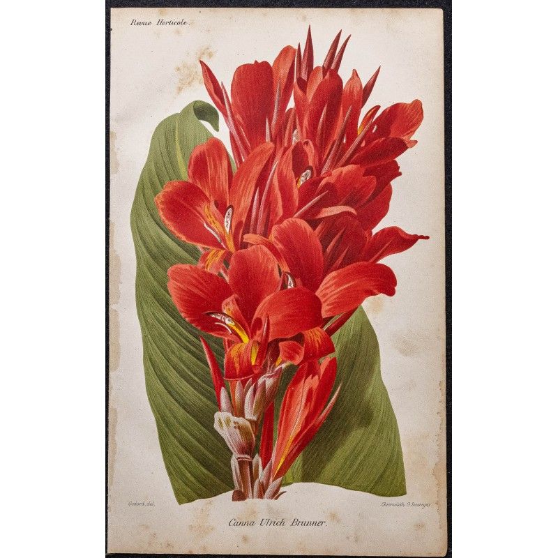Gravure de 1887 - Canna (Fleurs) - 1