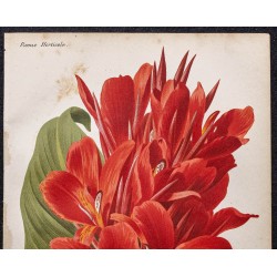 Gravure de 1887 - Canna (Fleurs) - 2