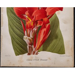 Gravure de 1887 - Canna (Fleurs) - 3