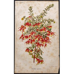 Gravure de 1887 - Grevillea alpina - 1