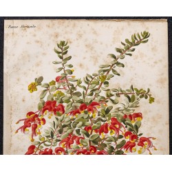 Gravure de 1887 - Grevillea alpina - 2