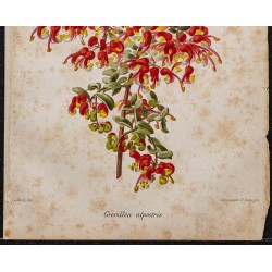 Gravure de 1887 - Grevillea alpina - 3